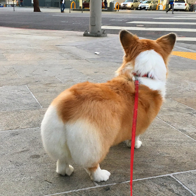 corgi butt head rest