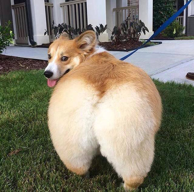 Corgi Butt