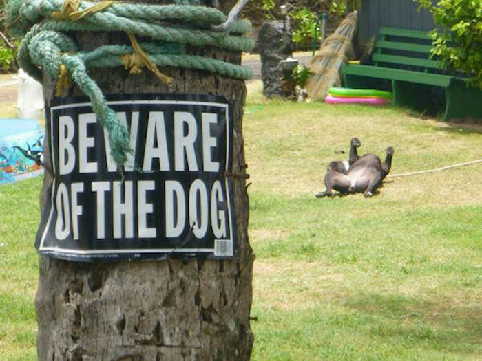 beware of dog signs, beware of dig, beware of dog cute, cute dogs, funny dogs, cute dogs behind sign, beware of cat
