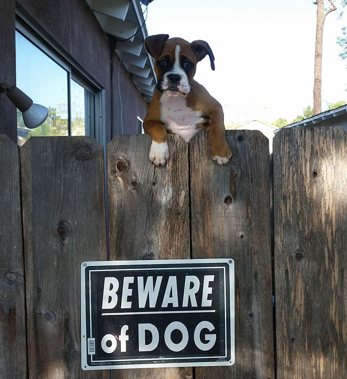 beware of dog signs, beware of dig, beware of dog cute, cute dogs, funny dogs, cute dogs behind sign, beware of cat