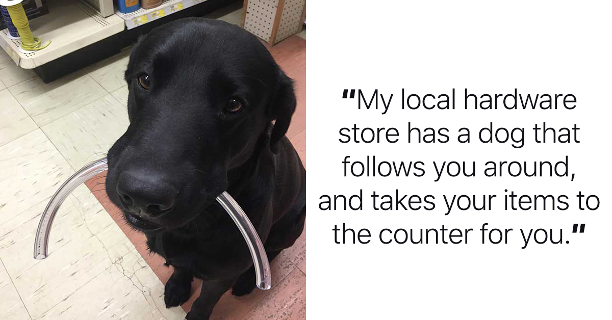 35 Dogs Who Have Real Jobs And Are Dang Good At Them