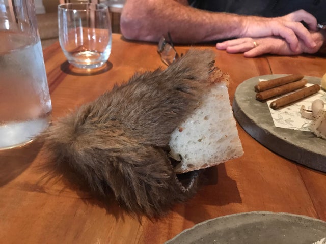 We Want Plates - bread in taxidermy