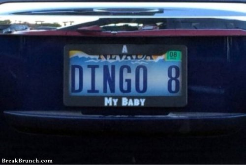 dingo 8 my baby license plate, funny license plates, funny vanity plates, funniest license plates, funny personalized plates, funny custom plates, best vanity plates, funny plates, funny vanity license plates, creative license plates, funny custom license plates, vanity license plates funny, funny car plates, hilarious license plates, good license plate sayings, clever vanity plates, funny license, good license plate names, hilarious vanity plates, funny car license plates, cool license plate sayings, best personalised license plates, best custom plates, cool vanity plates, best custom license plates, cute license plates sayings, creative vanity plates, humorous license plates, best personalized license plates, best licence plates, funny personalized license plates, best license plate names, vanity plate suggestions, custom funny license plates, license plate fails