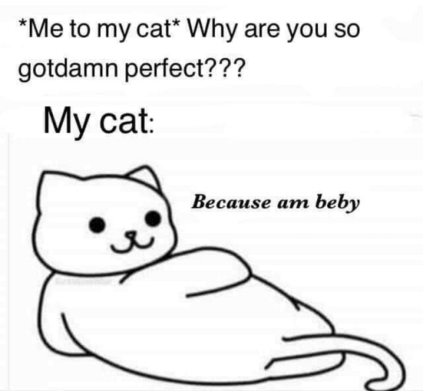 cats, caturday, animals, pets, memes, kittens