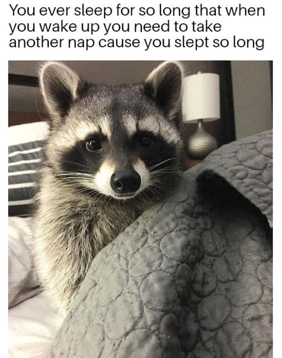 A Tribute To The Majestic Trash Panda (20 Pics & Gifs)