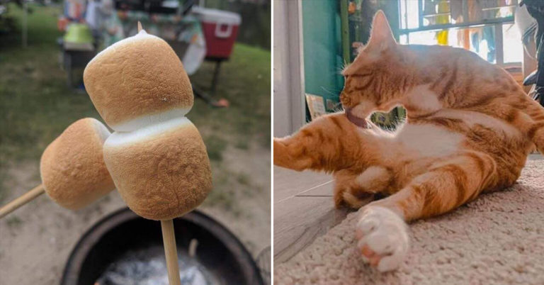 That’s…Oddly Satisfying (15 Pics & Vids)