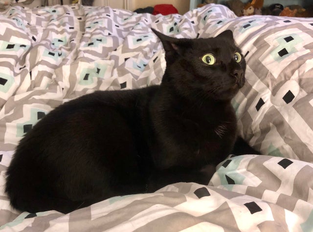 black cat on blanket, black cat on blanket picture, black cat, black cat picture, picture of a black cat, cat picture