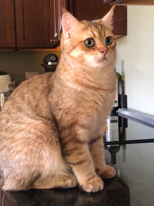 cat on counter, cat sitting on counter, picture of cat sitting on counter, cat sitting counter picture, cute cat sitting on counter, cute cat, cute cat picture, cat picture