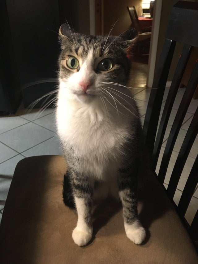 cat sitting on chair, picture of cat on chair, cat on chair, cat on chair picture, cat picture