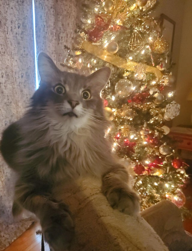 funny picture of cat with christmas tree, cat with christmas tree, funny face on cat, funny cat picture, funny cat pictures, funny cat image, funny cat images, funny cat pic, funny cat pics, funny picture of cat, funny image of cat, funny pictures of cats, funny images of cats, funny cat picturs, funny cat pictur, funny cute cat picture, funny cute cat pictures, funny cat pictures lol, really funny cat pictures, picture of a funny cat, funny cat pictures images, a funny picture of a cat, funny and cute pictures of cats, funny and cute picture of a cat, cat being funny, cat being funny and cute, cute and funny cat, cat picture