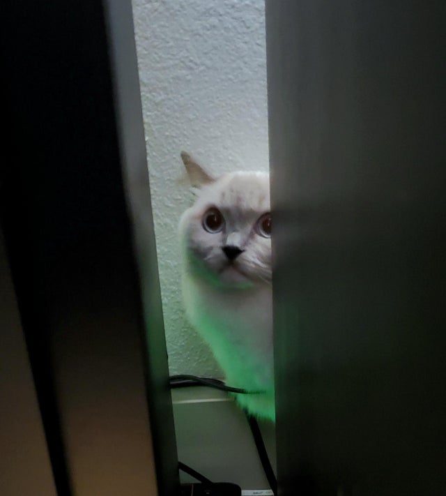cat peeking, peeking cat, peeking cat picture