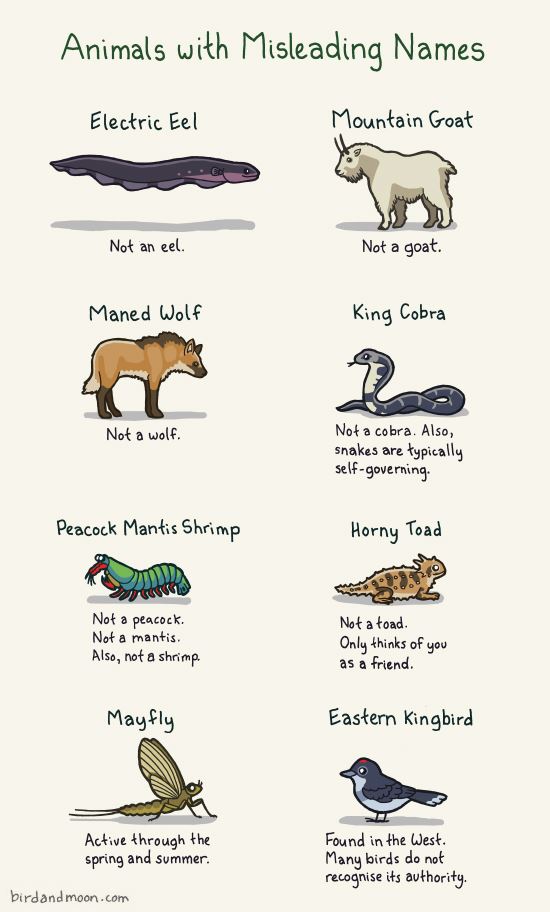 misleading animal names, animals with misleading names