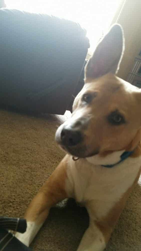 Good Dogs Staying Home On Quarantine From The Coronavirus