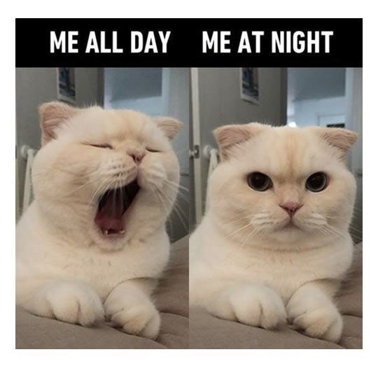 feeling tired during the day awake at night insomnia meme, day versus night insomnia meme