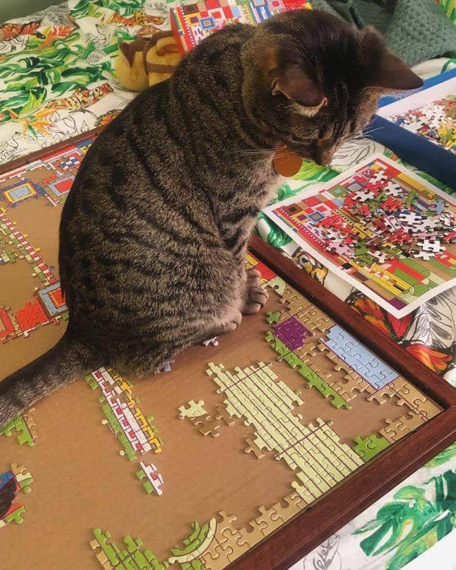 cat care puzzles