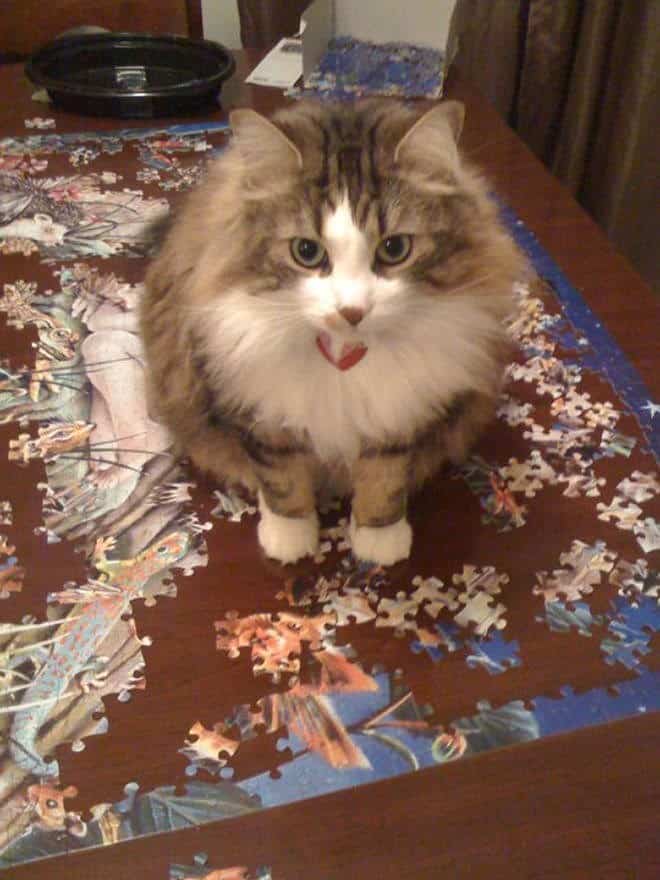 cat pics, cat, kitty, kitten, puzzle, puzzles, passive-aggressive