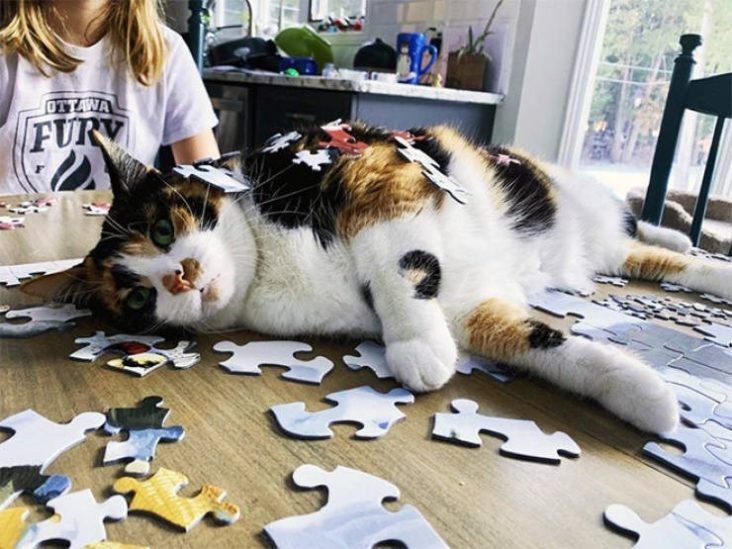 Cats On Puzzles Because Cats Don't Care About Puzzles