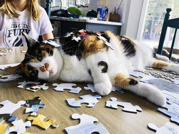 cat pics, cat, kitty, kitten, puzzle, puzzles, passive-aggressive