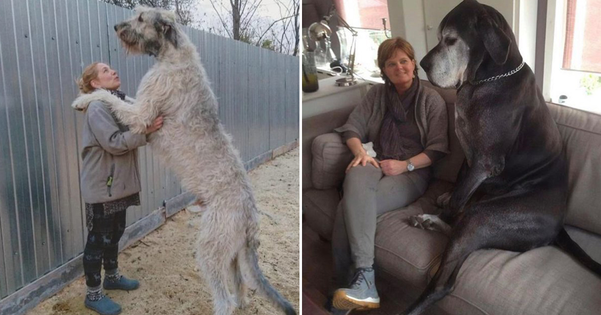 Large Dog Pics That Are As Good As They Are Big (33 Photos)