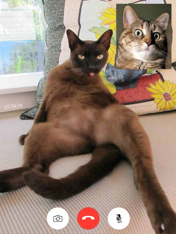 Funny Cat Video Chats That Are Mildly Suggestive