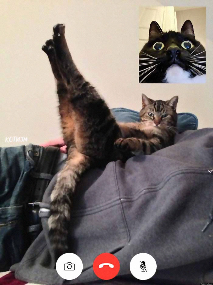 Funny Cat Video Chats That Are Mildly Suggestive