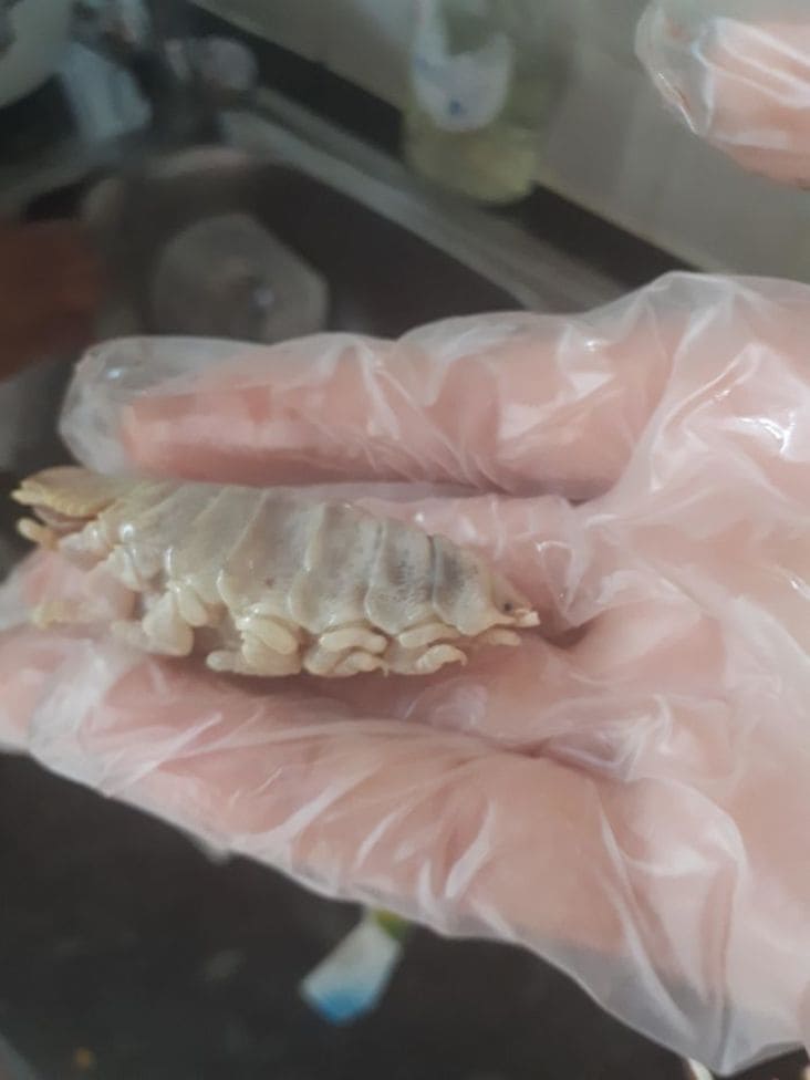 tongue eating parasite what is this thing, what is this thing, what is this thing reddit, r/whatisthisthing, whatisthisthing