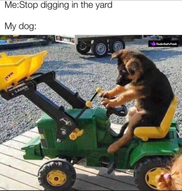 dog memes, dog meme, funny dog memes, funny dog meme, funny memes dogs, funny memes about dogs, hilarious dog memes, dog memes funny, funny dank dog memes, dank dog meme, dank dog memes, best dog memes, good dog memes, funny dogs, best dog meme, funniest dog memes, funniest dog meme