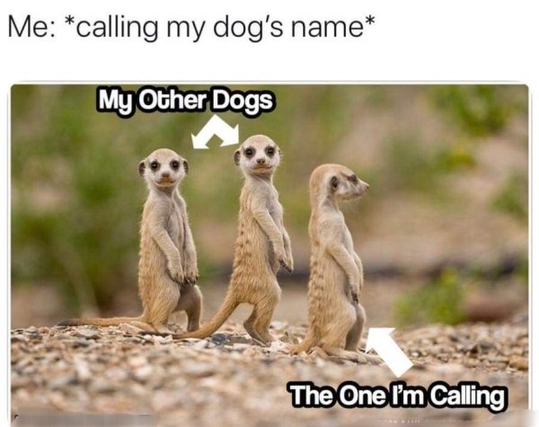 Funny Dog Memes Aren't The Best Medicine But They Help