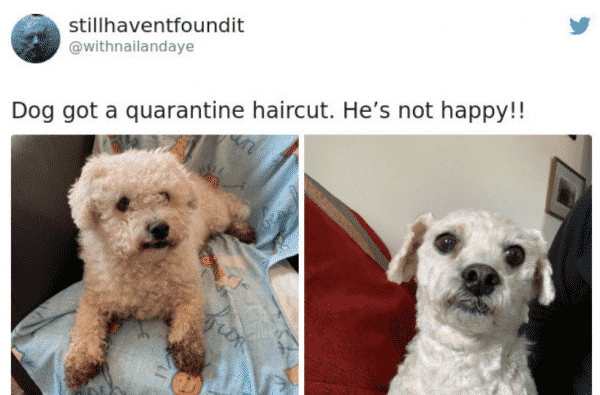 haircuts, DIY, man's best friend, fail