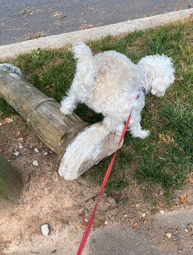 Dogs Poop In Weird Positions Because Dogs Are Just Like That