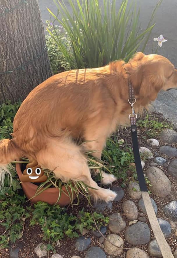 Dogs Poop In Weird Positions Because Dogs Are Just Like That