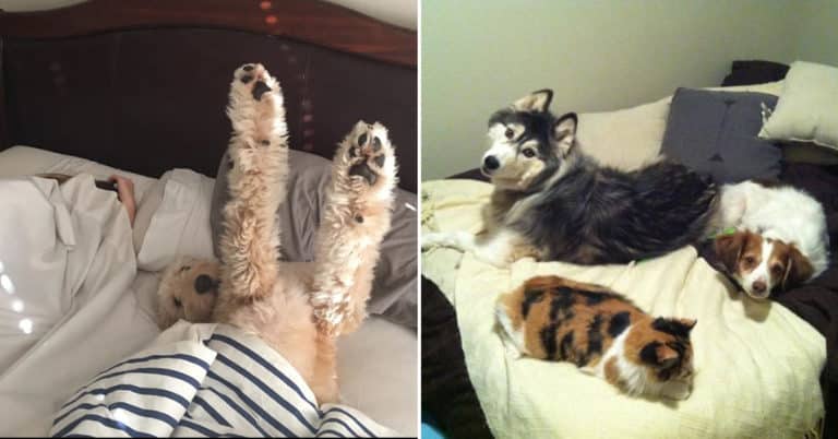 Sneaky Pets Stealing Their Owner’s Spots In Bed (40 Pics)