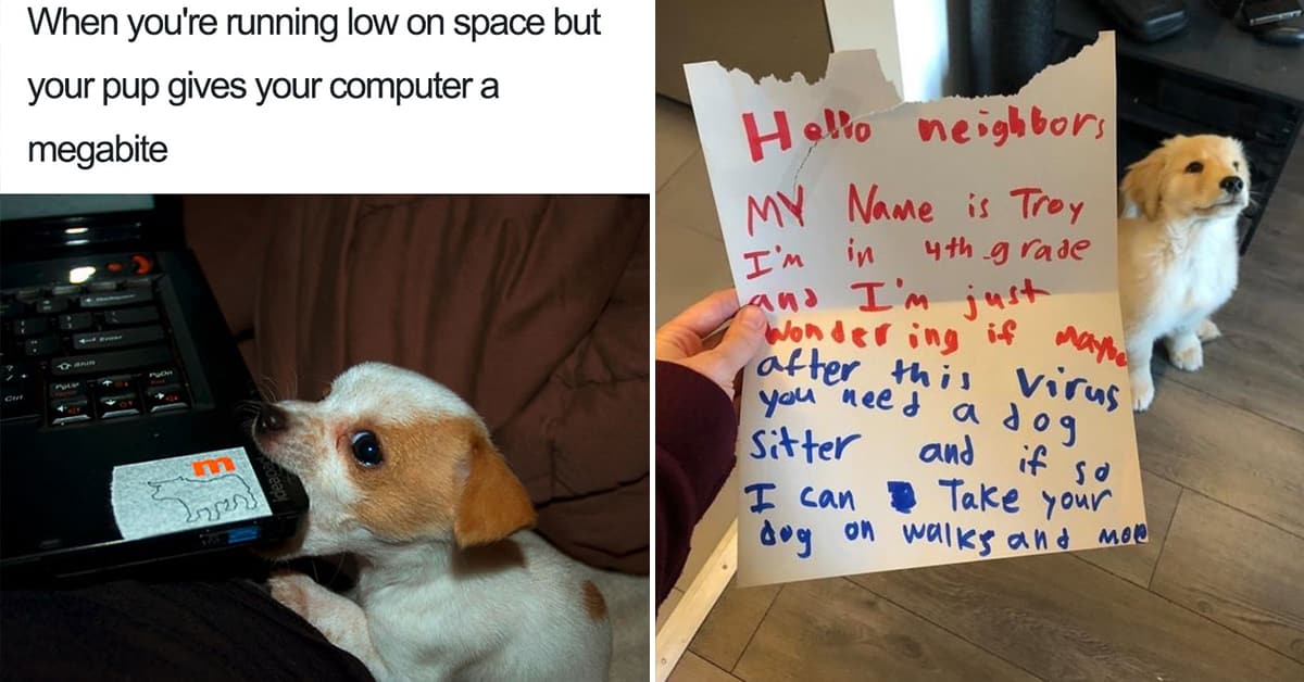 Dog Memes For Kids