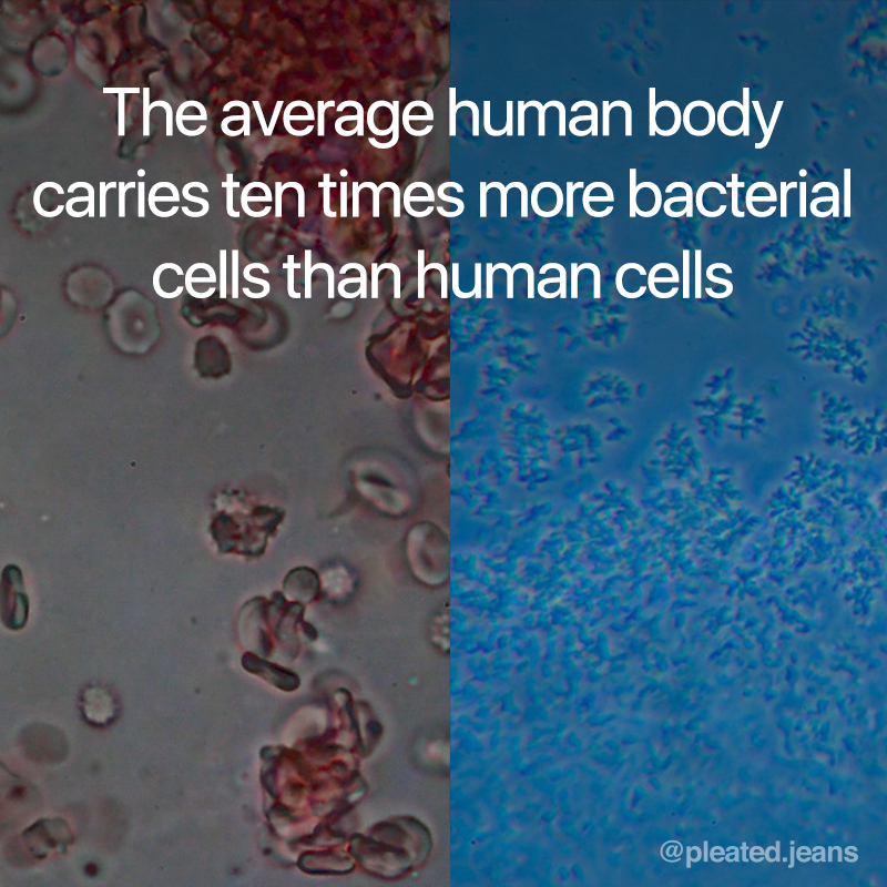 average human body has 10 times more bacterial cells than human cells, average person has ten times more bacterial cells than human cells, cool science fact, random science fact, fun science fact, science fact, awesome science fact, random science facts, science facts, fun science facts, interesting science facts, fun facts about science, fun science facts, weird science facts, interesting facts about science, cool science facts, crazy science facts, neat science facts, amazing facts about science, strange science facts, odd science facts, true facts about science, random fun facts about science, unique science facts, unusual science facts, weird fun facts about science, obscure science facts, weird but true facts about science, amazing facts science pictures, amazing facts about science images, fabulous facts about science, some interesting facts about science, weird interesting facts about science, interesting amazing facts about science