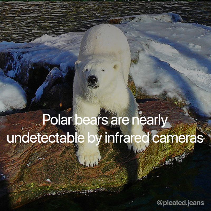 polar bears are nearly undetectable by infrared cameras, cool science fact, random science fact, fun science fact, science fact, awesome science fact, random science facts, science facts, fun science facts, interesting science facts, fun facts about science, fun science facts, weird science facts, interesting facts about science, cool science facts, crazy science facts, neat science facts, amazing facts about science, strange science facts, odd science facts, true facts about science, random fun facts about science, unique science facts, unusual science facts, weird fun facts about science, obscure science facts, weird but true facts about science, amazing facts science pictures, amazing facts about science images, fabulous facts about science, some interesting facts about science, weird interesting facts about science, interesting amazing facts about science