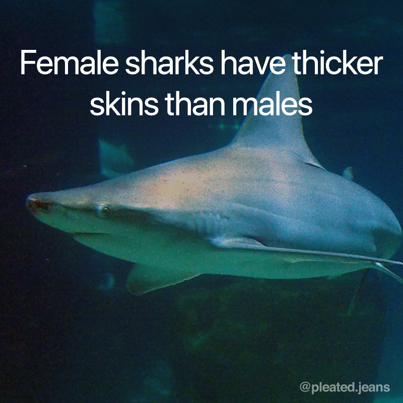 female sharks have thicker skin than males, female sharks have thicker skins than males, cool science fact, random science fact, fun science fact, science fact, awesome science fact, random science facts, science facts, fun science facts, interesting science facts, fun facts about science, fun science facts, weird science facts, interesting facts about science, cool science facts, crazy science facts, neat science facts, amazing facts about science, strange science facts, odd science facts, true facts about science, random fun facts about science, unique science facts, unusual science facts, weird fun facts about science, obscure science facts, weird but true facts about science, amazing facts science pictures, amazing facts about science images, fabulous facts about science, some interesting facts about science, weird interesting facts about science, interesting amazing facts about science
