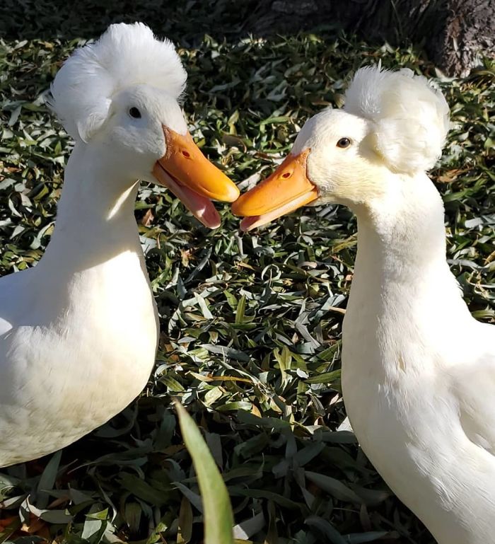 crested duck, crested ducks, crested duck pictures, funny looking crested duck, crested duck picture, funny looking duck, funny duck, ducks that look like they're wearing wigs, fancy ducks, fancy duck picture, funny duck picture, duck looks like it's wearing a wig, duck looks like wearing wig, wig wearing looking duck, aristocratic ducks, duck that looks like its wearing a wig