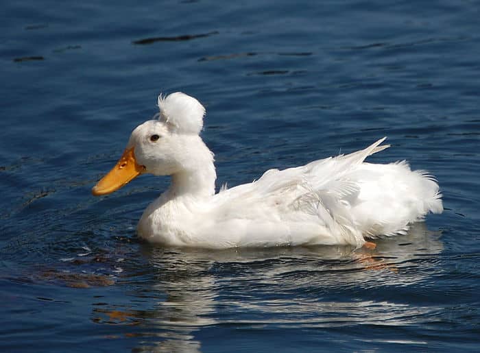 crested duck, crested ducks, crested duck pictures, funny looking crested duck, crested duck picture, funny looking duck, funny duck, ducks that look like they're wearing wigs, fancy ducks, fancy duck picture, funny duck picture, duck looks like it's wearing a wig, duck looks like wearing wig, wig wearing looking duck, aristocratic ducks, duck that looks like its wearing a wig