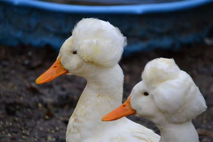 crested duck, crested ducks, crested duck pictures, funny looking crested duck, crested duck picture, funny looking duck, funny duck, ducks that look like they're wearing wigs, fancy ducks, fancy duck picture, funny duck picture, duck looks like it's wearing a wig, duck looks like wearing wig, wig wearing looking duck, aristocratic ducks, duck that looks like its wearing a wig