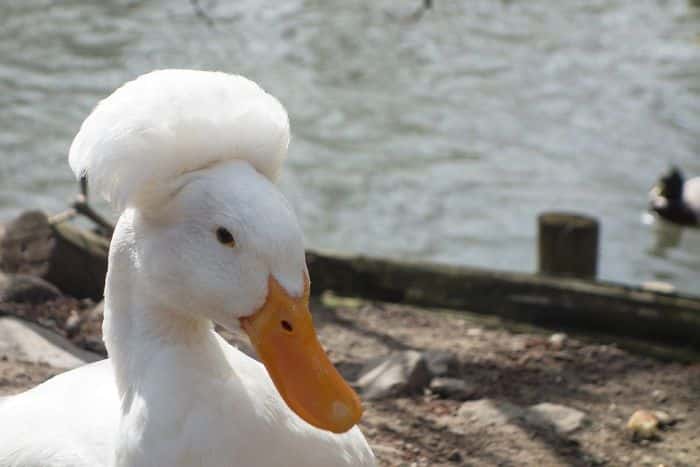 crested duck, crested ducks, crested duck pictures, funny looking crested duck, crested duck picture, funny looking duck, funny duck, ducks that look like they're wearing wigs, fancy ducks, fancy duck picture, funny duck picture, duck looks like it's wearing a wig, duck looks like wearing wig, wig wearing looking duck, aristocratic ducks, duck that looks like its wearing a wig