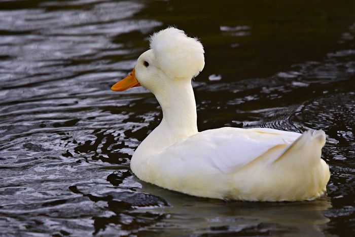 crested duck, crested ducks, crested duck pictures, funny looking crested duck, crested duck picture, funny looking duck, funny duck, ducks that look like they're wearing wigs, fancy ducks, fancy duck picture, funny duck picture, duck looks like it's wearing a wig, duck looks like wearing wig, wig wearing looking duck, aristocratic ducks, duck that looks like its wearing a wig