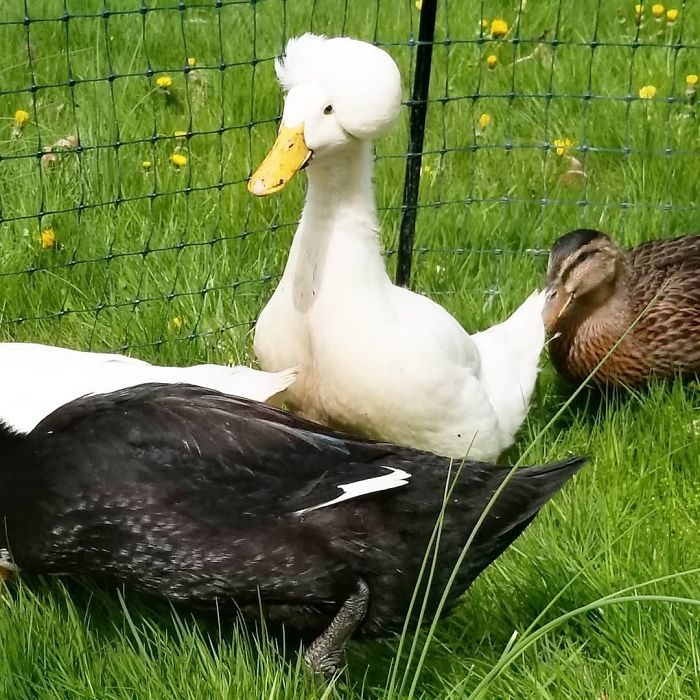 crested duck, crested ducks, crested duck pictures, funny looking crested duck, crested duck picture, funny looking duck, funny duck, ducks that look like they're wearing wigs, fancy ducks, fancy duck picture, funny duck picture, duck looks like it's wearing a wig, duck looks like wearing wig, wig wearing looking duck, aristocratic ducks, duck that looks like its wearing a wig