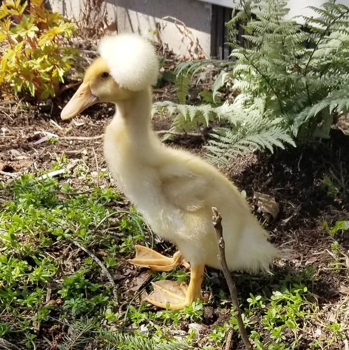 crested duck, crested ducks, crested duck pictures, funny looking crested duck, crested duck picture, funny looking duck, funny duck, ducks that look like they're wearing wigs, fancy ducks, fancy duck picture, funny duck picture, duck looks like it's wearing a wig, duck looks like wearing wig, wig wearing looking duck, aristocratic ducks, duck that looks like its wearing a wig