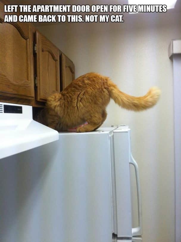 Cats Walking Around Like The Own The Place (22 Rogue Cats)