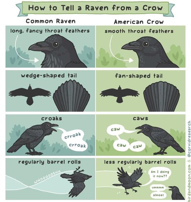 difference between raven and crow, infographics, cool infographics, interesting inforgraphics, cool guides cool charts, interesting guides, interesting guide, cool guide random guides, random cool guides, random interesting guides, cool charts, interesting charts, random charts, informative charts, cool chart, interesting chart, random chart