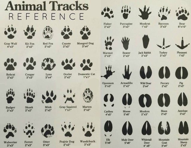 animal tracks guide