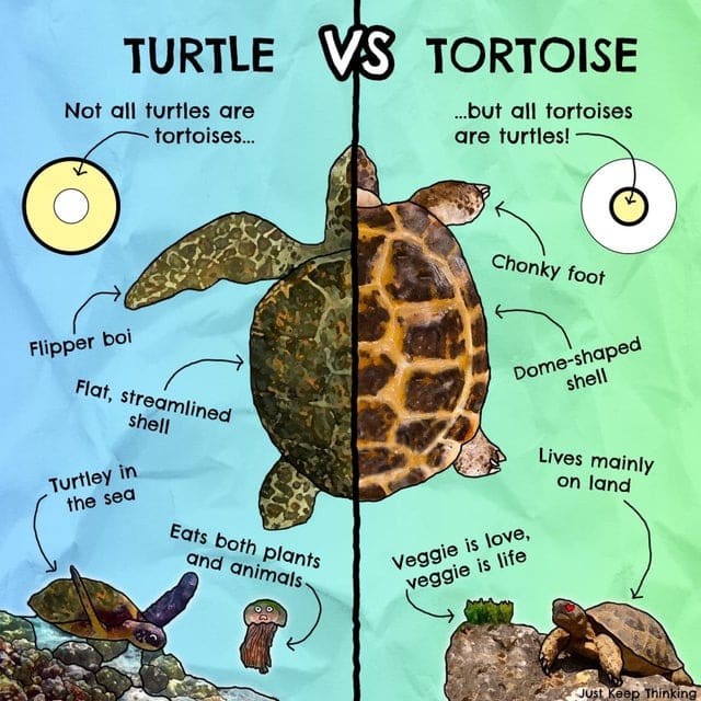 turtle vs tortoise, infographics, cool infographics, interesting inforgraphics, cool guides cool charts, interesting guides, interesting guide, cool guide random guides, random cool guides, random interesting guides, cool charts, interesting charts, random charts, informative charts, cool chart, interesting chart, random chart