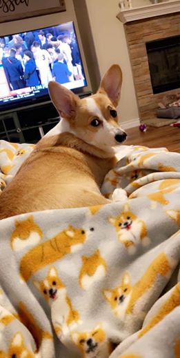 judging corgis, corgi pictures, corgi picture, judging corgi picture, disapproving corgi, judgmental dogs, judgmental corgis, judgmental dog, judging dog, judging dog picture, funny corgis, funny corgi, funny corgi picture, funny corgi pictures, cute corgis, cute corgi, cute corgi picture, cute corgi pictures