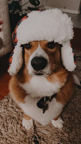 judging corgis, corgi pictures, corgi picture, judging corgi picture, disapproving corgi, judgmental dogs, judgmental corgis, judgmental dog, judging dog, judging dog picture, funny corgis, funny corgi, funny corgi picture, funny corgi pictures, cute corgis, cute corgi, cute corgi picture, cute corgi pictures