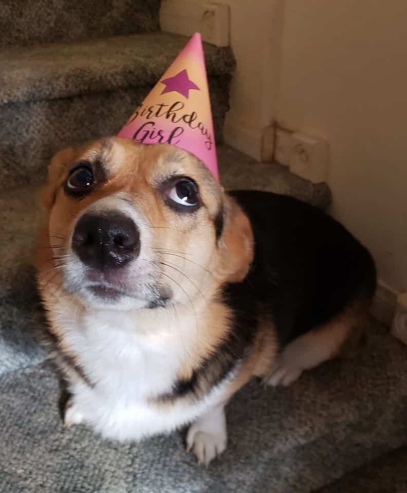 judging corgis, corgi pictures, corgi picture, judging corgi picture, disapproving corgi, judgmental dogs, judgmental corgis, judgmental dog, judging dog, judging dog picture, funny corgis, funny corgi, funny corgi picture, funny corgi pictures, cute corgis, cute corgi, cute corgi picture, cute corgi pictures